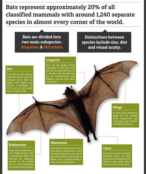 蝙蝠跑到家裡|蝙蝠資訊站 Bats information about Taiwan